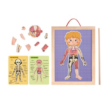 Tooky Toy Co Bagan Magnetik Tubuh (Body Magnetic Chart)